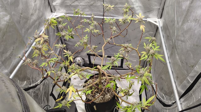 Diamonds Reveg — seedling_rooting, day 2