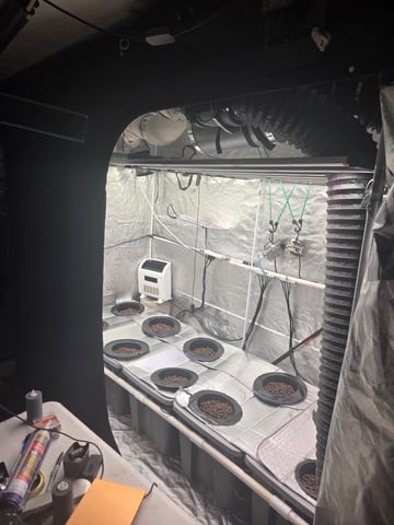 4x8 — vegetative, day 1