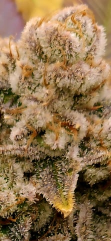 Punch Mints Pheno #2 — flower, day 56