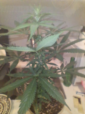 Panama Red Regular Jamaican Landraces — flower, day 20