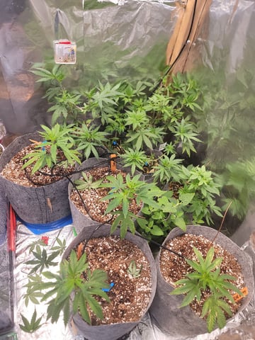 Ghetto Growing