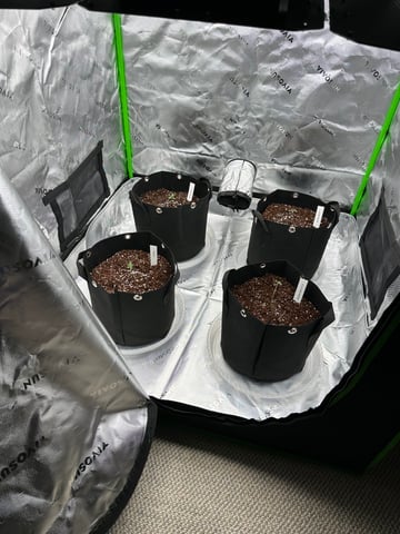 First grow — seedling_rooting, day 8