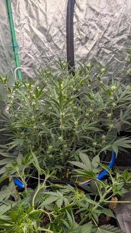Mixed Grow — grow_setup, day 53