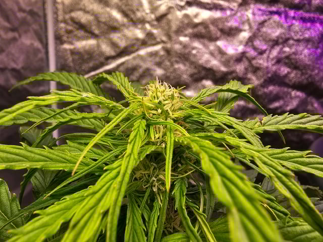 Cheshablue  — flower, day 14