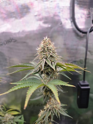 Northern lights #10 (Alaska) — flower, day 80