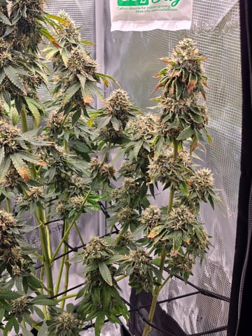 Northern lights #10 2nd plant (Selkies) — flower, day 95