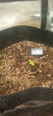 Thousand Islands — grow_setup, day 2