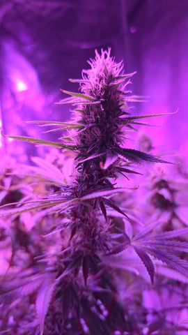 strawberry ghost and death breath — flower, day 13