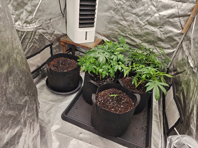 round 2 — flower, day 115