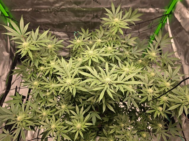 First grow — flower, day 81