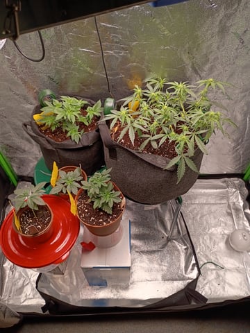 1st Grow Eva — flower, day 29