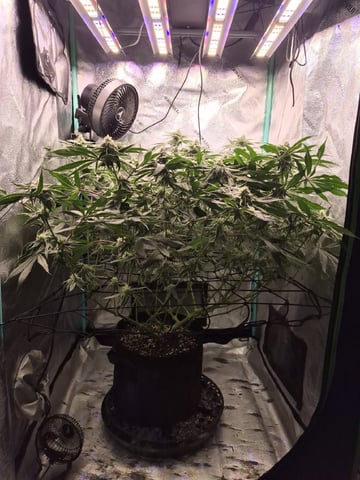 zlurricane blast — flower, day 93