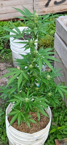 girl scout cookies (auto) — flower, day 57