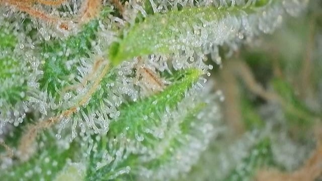 Autos AGAIN — flower, day 93