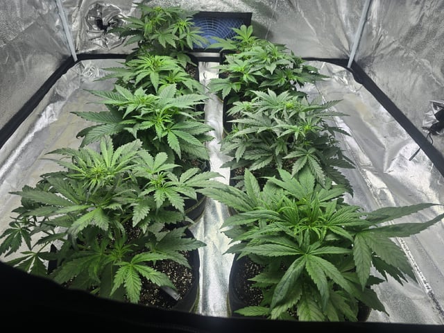 Autos AGAIN — vegetative, day 35