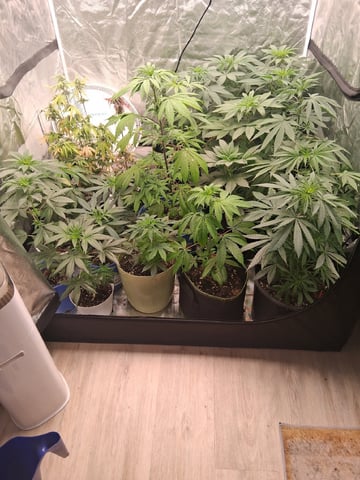 Panama Red Regular Jamaican Landraces — flower, day 14