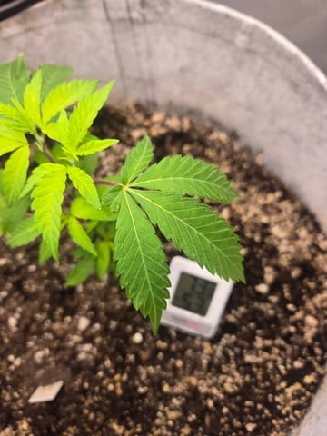 Looking for advice! — vegetative, day 9