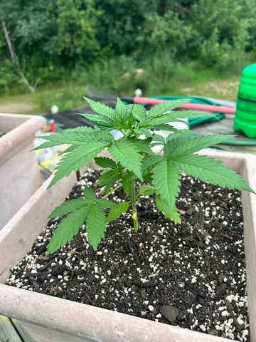 White Widow Twins — vegetative, day 32