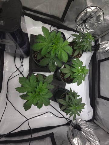 Homegrown - 🍒 🥧 & GSC Auto, 🚀 Seeds 🍌 Buttercups  — vegetative, day 27