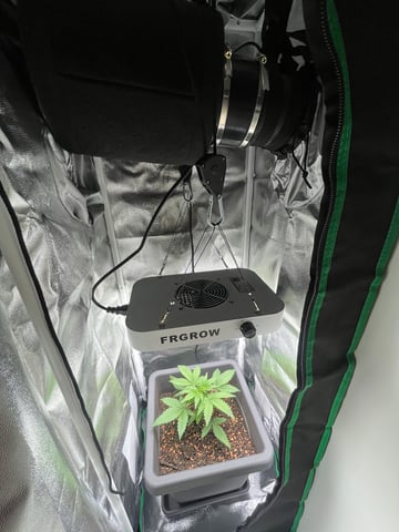 test 1 vanilla gelato — vegetative, day 15