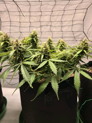 Purple Skunk 3 x 5  — flower, day 72