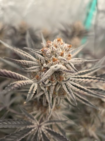 Granny Candy and PLCG — flower, day 138
