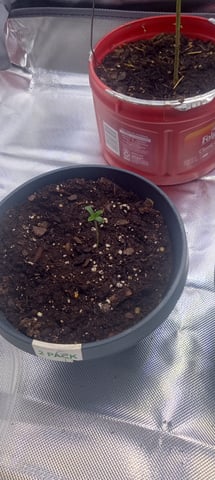 frst grow tent grow — germination, day 4