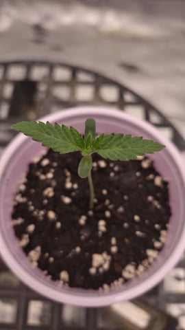 zlurricane blast — seedling_rooting, day 10