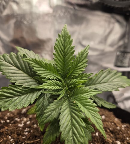 August Grow — seedling_rooting, day 30