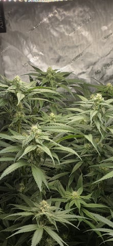 strawberry guava bx — flower, day 1