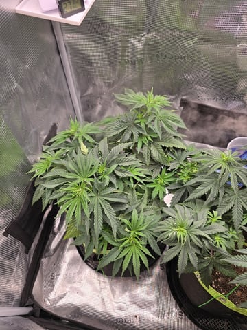 1 Blue Zushi x Venom & 1 Jack Here x Strawberry Cookies OG — vegetative, day 39