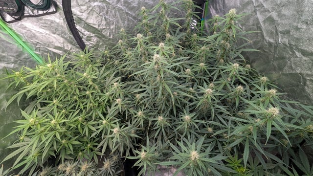 Strawberry Cheesecake Seedsman Seeds Autoflowers x2 — flower, day 59