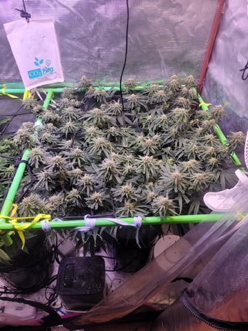 6th Grow — flower, day 68