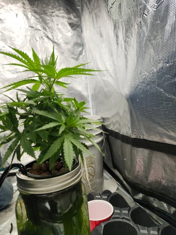 First Organic Hydro Grow. — vegetative, day 36
