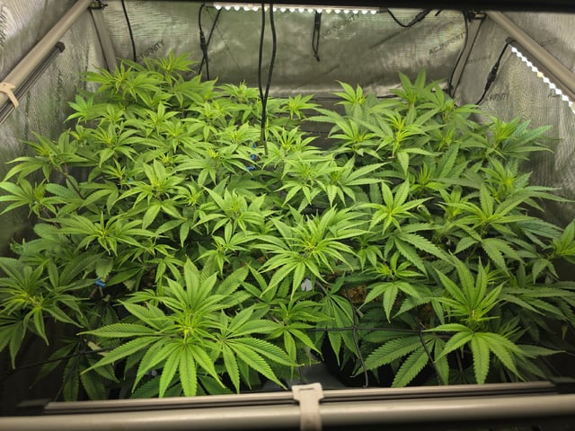 Strawberry Sugar  — flower, day 66