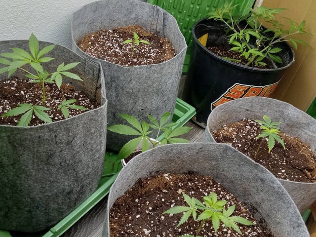 critical purple kush x peyote wifi  in the auto pot system tray 2 grow with added microhazian to the coco coir  — flower, day 69