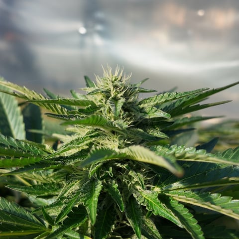 Hindu Kush — flower, day 42