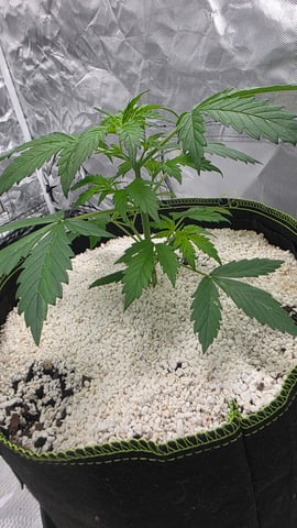 Beginner - My first grow has been an incredible experience so far! — vegetative, day 28
