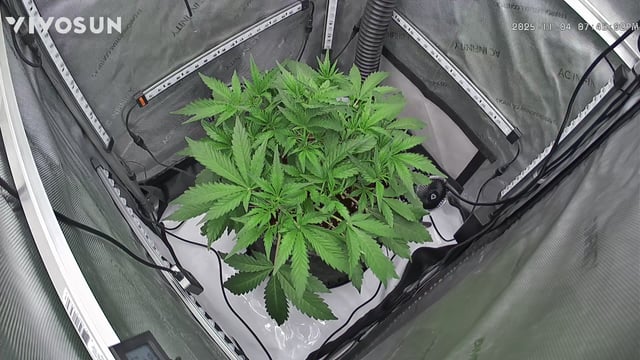 gorilla cookies  — vegetative, day 9