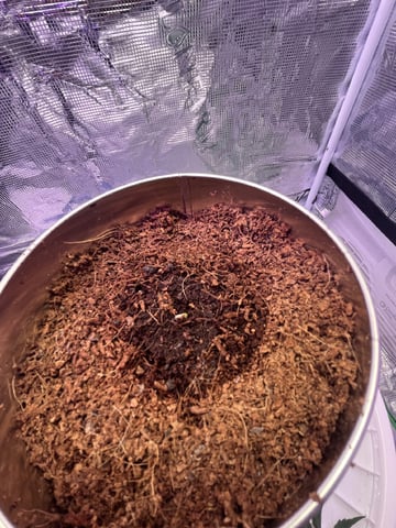 Kalini Asia Auto  — vegetative, day 5