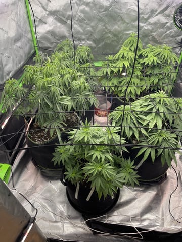 Phx_Freedom — vegetative, day 38