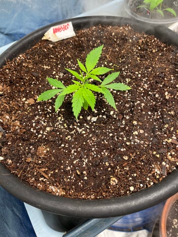 Lavender and Anesthesia Auto — vegetative, day 30