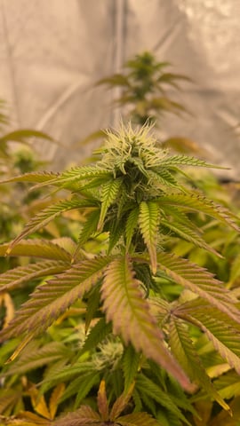 LSD feminized — flower, day 90