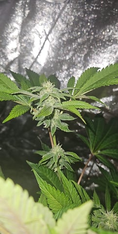 gary poppins — flower, day 98