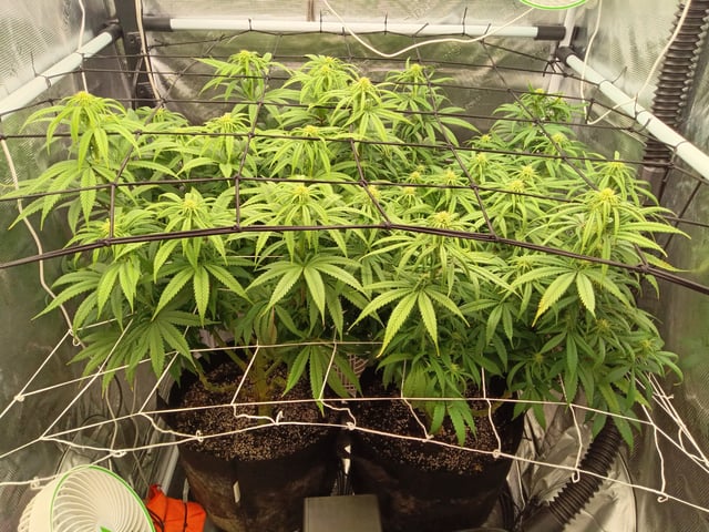 Starfighter/Ohio Guptilla Hybrid — flower, day 3