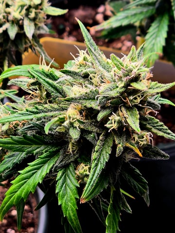 Homegrown - 🍒 🥧 & GSC Auto, 🚀 Seeds 🍌 Buttercups  — flower, day 63