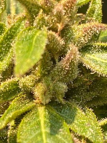 AutoRuntz — grow_setup, day 1