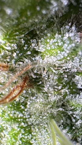 OG Kush — flower, day 147