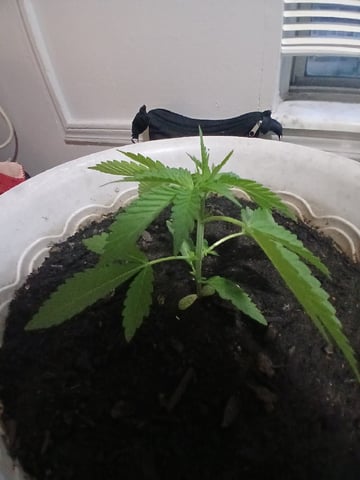 Vegetative  — vegetative, day 28