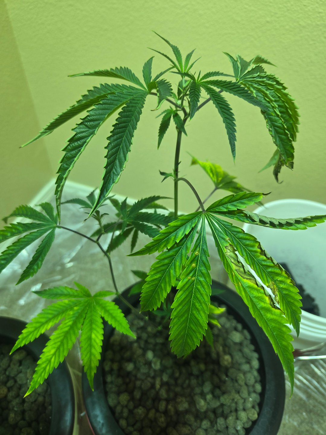 first time closet phx az